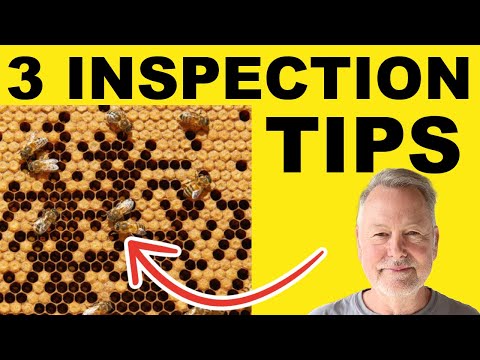 Beekeeping Inspections Simplified: 3 Essential Elements