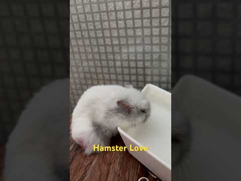 #hamsters #cuteshorts #animalshorts #funnyanimalshort