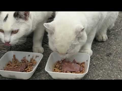 林崎漁港内地域猫茶白一家2025 9 11a