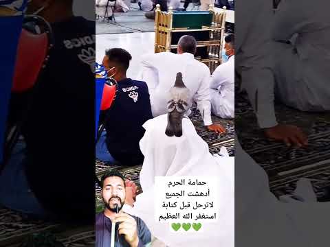 حمامة الحرم المكي أدهشت الجميع #shorts