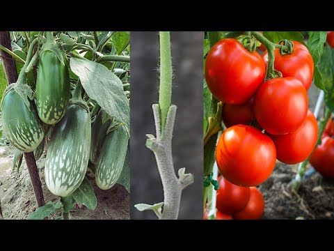 Tomato Grafting On Eggplant