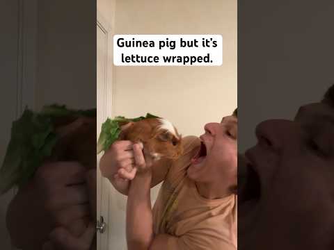 The lettuce wrapped diet 🥬🐹￼#shorts #guineapig #dog #cooking #relatable #food