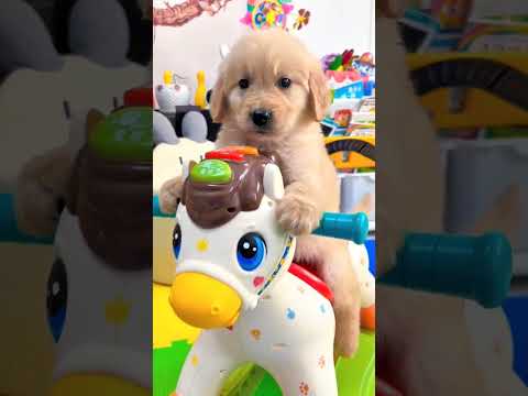 Cachorro fofinho❤️ #cachorrinhofofinho #fofurapet #petfofinho #doglovers