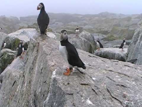 Puffin Movie (34)