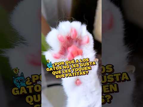 Razónes por las que a los gatos no les gusta que les toquen sus patitas! #gatos #cats