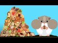 Hamster Cheek Pouches and Behavior