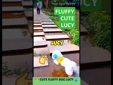स्मार्ट लुसी डॉग 🐶 White Fluffy Dog Cute Jump 😍 Dogs Training #fluffydog #cutedog #dog