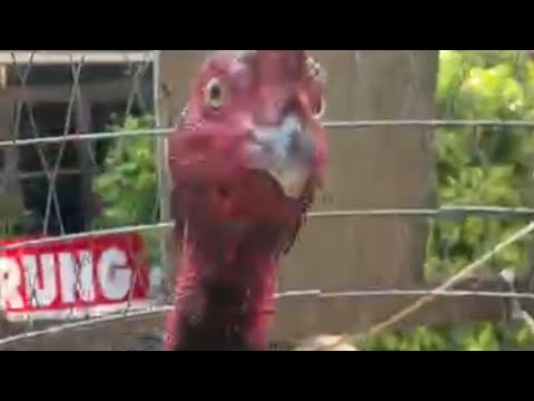 Gà đòn khánh hòa bịp lưng víp kết 2kg9 ae đăng ký kênh trại nhé