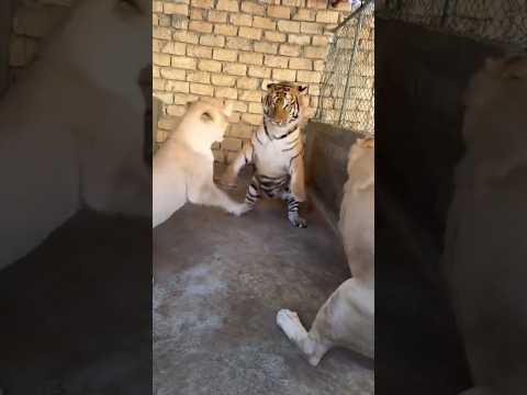 Lion and tiger dangerous fight 😯