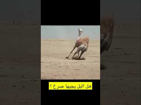 البل يجيها صرع