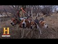 Dog Training and Behavior Assessment