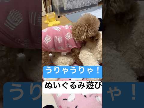 【トイプードル】ぬいぐるみﾌﾞﾝﾌﾞﾝ【遊び】#トイプードル #トイプー #toypoodle #プードル #癒し #可愛い #犬のいる生活 #犬のいる暮らし #愛犬