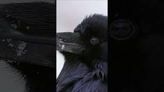 Ravens are said to be one of the world's smartest birds 🐦‍⬛ #Animals #Shorts #Nature #Raven