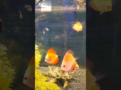 Nahacky's Aquarium - Freshwater 