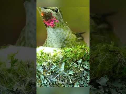 AZ#gate #pakshi# ghonsala #amazingfacts #new