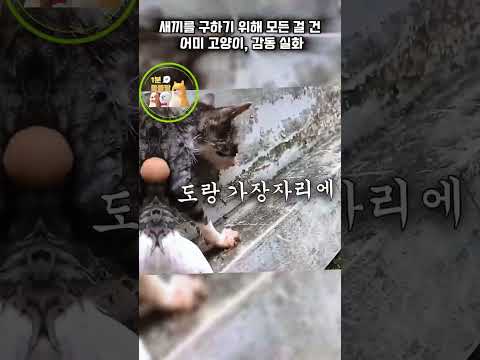 새끼를 구하기 위해 모든 걸 건 어미 고양이, 감동 실화 #고양이 #cat #감동짤