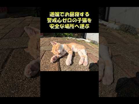 道端でお昼寝する警戒心ゼロの子猫を安全な場所へ運ぶ #猫 #cat #ねこ