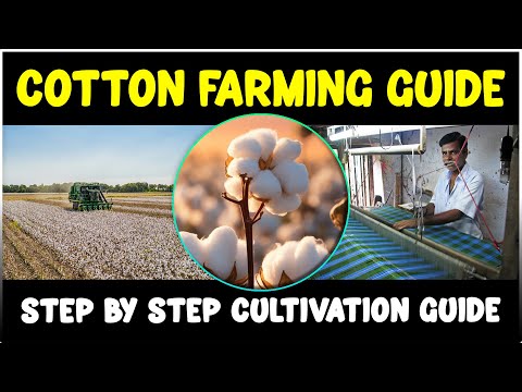 Cotton Farming: Complete Guide