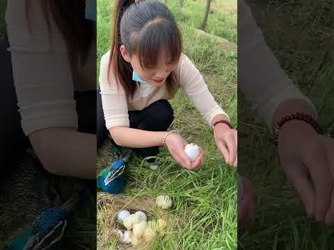 #孔雀养殖 #comedy #cute