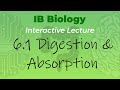 Digestive System Functions and Processes