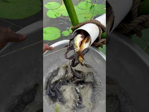 Amazing fishing with plastic pipe trap in bill #fishing #fishtrap #shorts