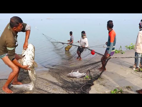 Amazing! Best Net Fishing Video 2025 - Big Catfish Catching With Net in The Beautiful River