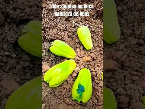 🌿 Vida simples na Roça, plantando Xuxu na gorta🌿#vidanaroça #hortaemcasa #hortaemvaso #hortaemca