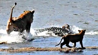 Crocodile Snatches Lion Cub From Pride