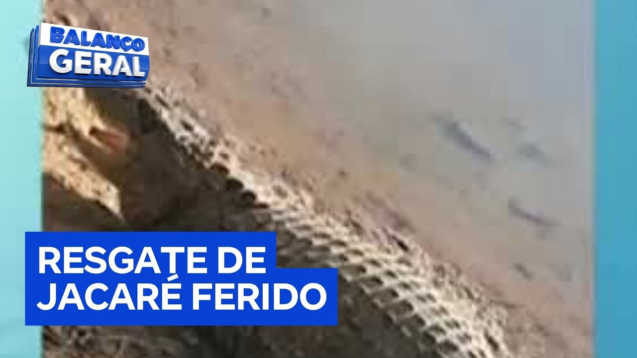 Voluntários da causa animal tentam resgatar jacaré ferido por arpões em Lagoa Santa MG