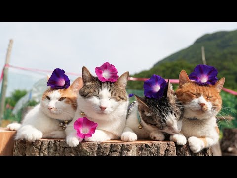 朝顔に乗る猫の癒し動画｜かわいい瞬間をお楽しみください サムネイル