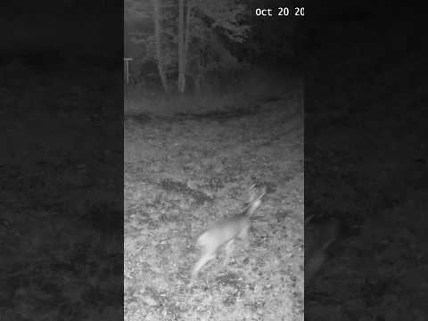 Don’t Blink! Buck Sprinting Through the Night | Amazing Trail Cam Wildlife Moment #shorts