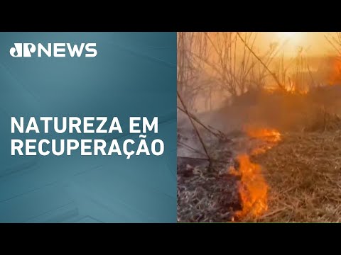 Cerrado renasce após queimadas no Parque Nacional de Brasília