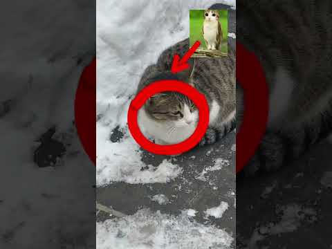 Meowl irl🐱🦉 #meowl #meme