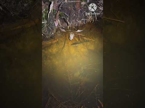 ഇവൻ ചൂണ്ടയിൽ പിടിക്കുമോ #fishing #shorts #short