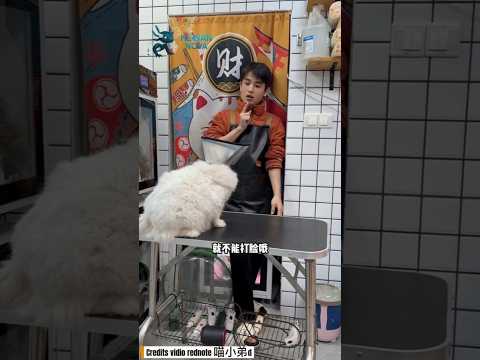 kedai adik kecil kedatang kucing putih yang marah lalu ingin pergi. #shorts #kucingmarah