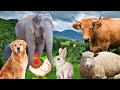 Animal Contributions and Characteristics