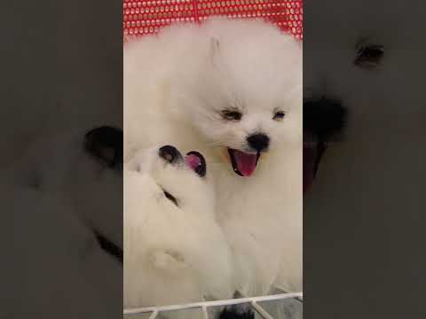 #thúcưng  #chómèohàihước #chó  Chó Phốc Sóc Mini  Funny and Cute Pomeranian cute animals#166.8