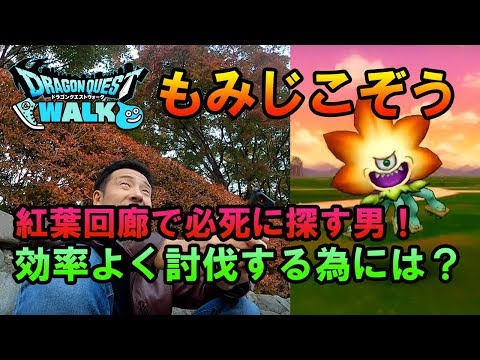 【ドラクエウォーク26！】秋のイベント到来！もみじ回廊でもみじ小僧を探す！