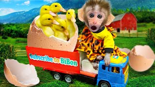 Bon Bon monkey family playing with ducks on the car