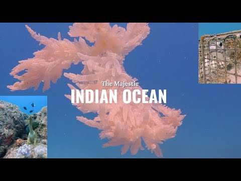 Underwater Wonders of Mauritius: Epic Scuba Diving Adventure