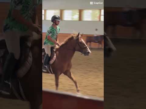 Peaches 🍑 ❤️ was such a good girl and Flexi was also the best boy today #equestrianjourney #horse
