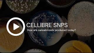 CELLIBRE SNPS: How are cannabinoids made today