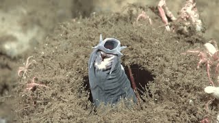 Infraphylum Agnatha Part 1: Class Myxini (Hagfish)