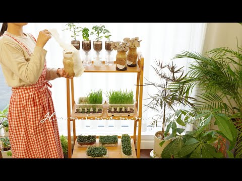SUB) 집 안에서 쉽게 키워먹는 식재료 : 일주일만에 이만큼 자랐어요ㅣTips for Growing Edible Plants Indoors 🌿