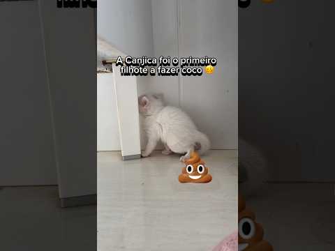 O PRIMEIRO FILHOTE DE GATO A FAZER COCO SOZINHO! 😱💩🐱 #gatos #gato #gatinho #gatinhos #gatosfofos