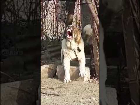 5 Bravest dogs that will face even wild beasts😱🔥 #shorts
