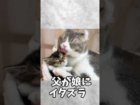 パパにイタズラされてまかさの姿にされた娘が可愛すぎるw