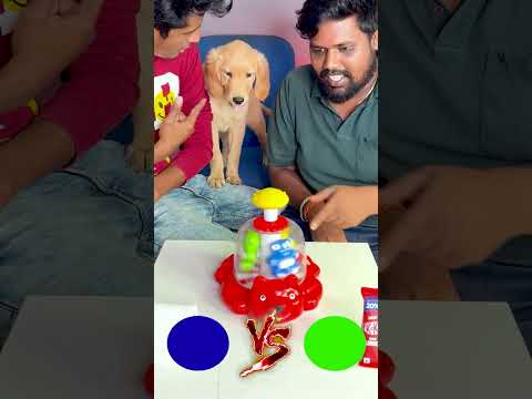 🙋மாமே..!👉 Guess the color challenge😂 - Reaction🐶 #mamudhamu #shorts