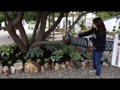 Planting a Hosta Garden!