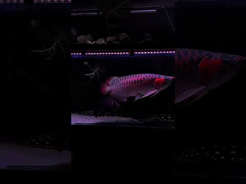 The Super Red Asian Arowana Aquarium 